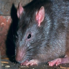 His Majesty Maleagant the Rat King of Britannic