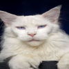 Sir Percival Merlin Monmouth