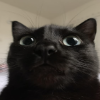 Mr Midnight  Calendarius